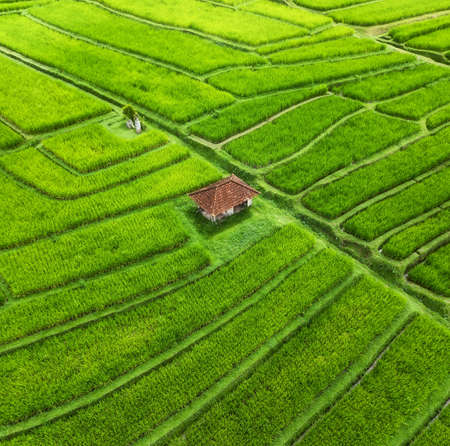Aerial view of rice terraces. Landscape with drone. Agricultural landscape from the air. Rice terraces in the summer.の写真素材