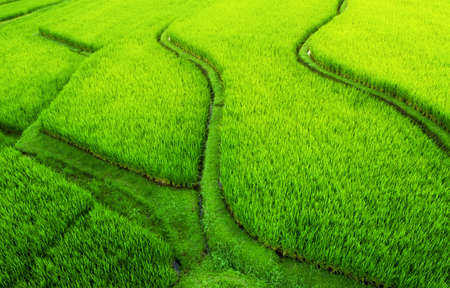 Aerial view of rice terraces. Landscape with drone. Agricultural landscape from the air. Rice...