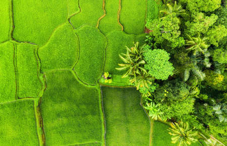 Aerial view of rice terraces. Agricultural landscape from the air. Rice terraces in the summer....