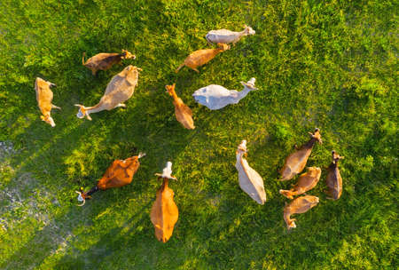 Aerial view at the cows. Farmland landscape from air. Composition with domestic animals. Photo from drone. Animal - imageの写真素材