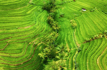 Aerial view of rice terraces. Agricultural landscape from the air. Rice terraces in the summer....