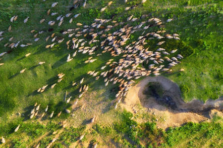 Aerial view at the sheeps herd. Landscape with animals from drone.の写真素材