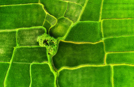 Aerial view on the rice terraces. Landscape from drone. Agricultural landscape from the air....