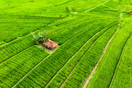 Aerial view of rice terraces. Landscape from drone. Agricultural landscape from the air. Rice terraces in the summer.  Jatiluwih rise terrace, Bali, Indonesia. Travel - imageの写真素材