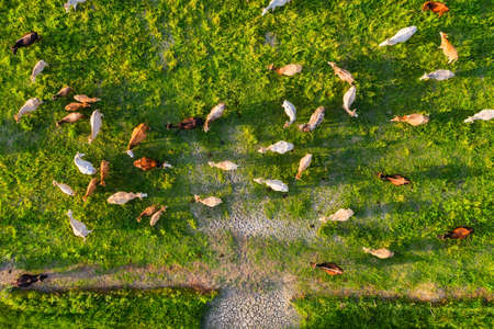 Aerial view at the cows. Farmland landscape from air. Composition with domestic animals. Photo from drone. Animal - imageの写真素材