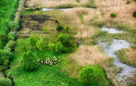 Aerial view at the sheeps herd. Landscape with animals. View from air at the farmland. Composition with domestic animals. Animal - imageの写真素材