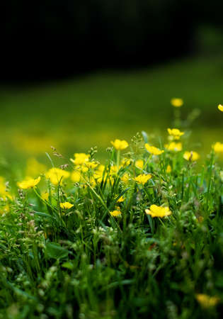 Flowers in the forest like a background. Floral plants after rain. Beautiful green color.の写真素材