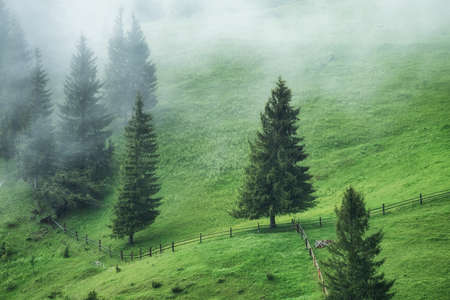 Foggy forest in the mountains. Landscape with trees and field. Landscape after rain. A view for the background. Nature - imageの写真素材