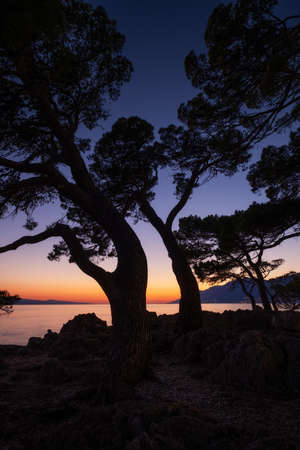 Silhouettes of trees on the sea shore on the background of sunset. Seascape during sundown. A place for rest and relaxation. Landscape in summer time. Mediterranean Sea.の写真素材