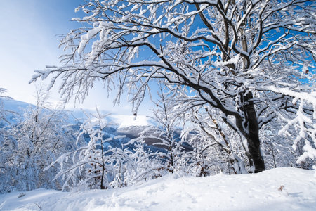 Winter landscape in the daytime. The forest and mountains under the snow. Snowy backgrounds. Snowy weather and snowfall. Clear blue sky.の写真素材