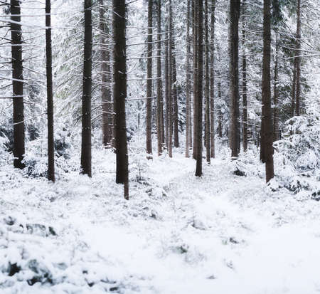 Winter forest. Natural background.  Fog in the winter forest. The forest under the snow. Snow storm.  Picture for wallpaper.の写真素材