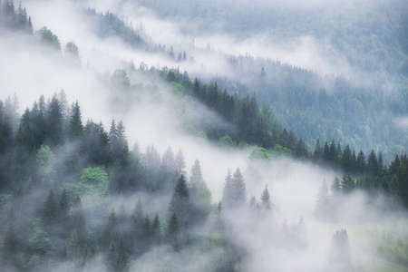 Foggy forest in the mountains. Landscape with trees and mist. Landscape after rain. A view for the background. Nature image.の写真素材