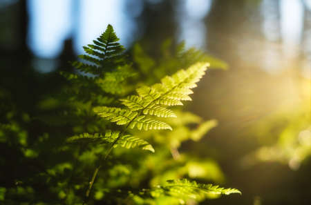 Plants in the forest as a background. Forest landscape in detail. Sunlight through plants. Plants after rain. Beautiful green color. Spring freshness.の写真素材