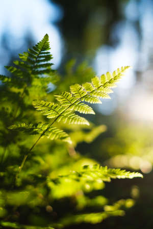 Plants in the forest as a background. Forest landscape in detail. Sunlight through plants. Plants after rain. Beautiful green color. Spring freshness.の写真素材