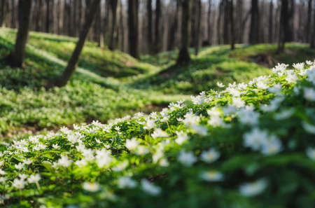 Spring forest during sunset. Flower blossoms in the springtime in the forest. Landscape in spring. Photo for the background. Fresh plants and warm weather.の写真素材