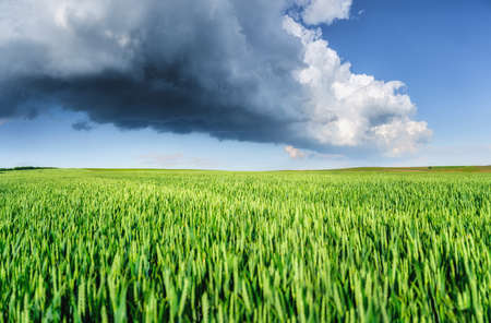 Panorama. Wheat field and sky with huge clouds before the storm. Agricultural landscape. Green wheat in the summertime. A natural landscape.の写真素材