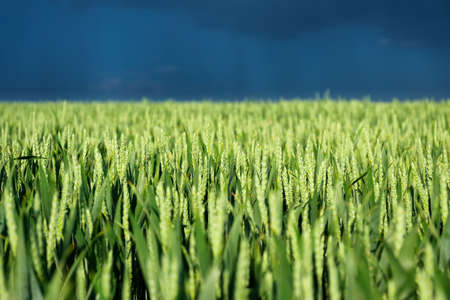 Wheat field and dark sky before the storm. Agricultural landscape. Green wheat in the summertime. A natural landscape. Blurred background.の写真素材