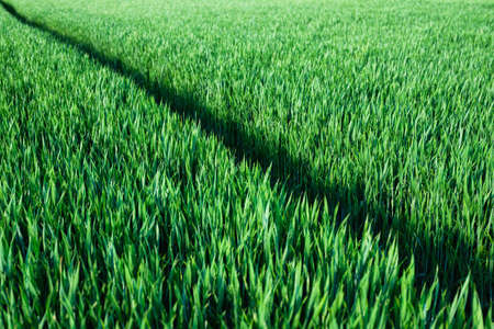 Grass as background. Agricultural composition. Green wheat in the summertime. A natural landscape.の写真素材