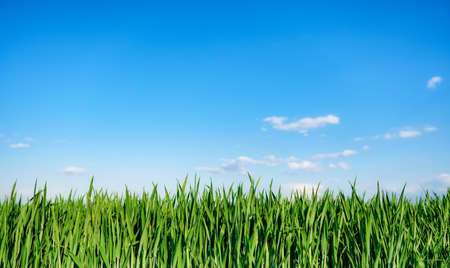 Fresh grass against a bluish blue sky. Agricultural landscape. Green wheat in the summertime. A natural landscape.の写真素材