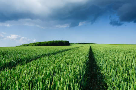 Wheat field and sky with huge clouds before the storm. Agricultural landscape. Green wheat in the summertime. A natural landscape.の写真素材