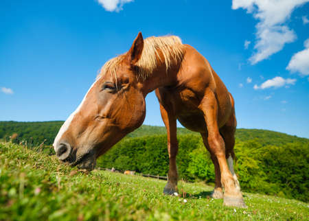 Horse in the pasture. A farm and agriculture. Clear blue sky. A natural landscape in summer time with animals.の写真素材