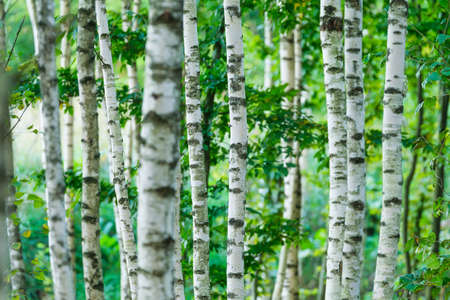 Forest and trees as a background. Forest with birches. Natural landscape in summer time.の写真素材