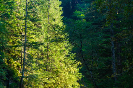 Forest and trees as a background. Natural landscape in summer time.