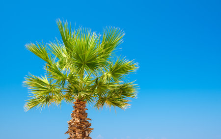 A palm tree against a blue sky. Picture for background and design. Fresh leaves on the tree.の写真素材