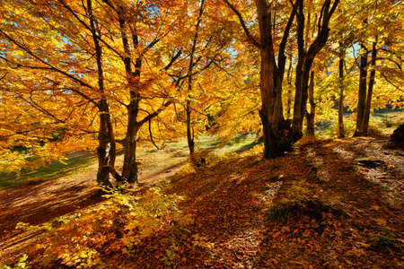 Sun rays through autumn trees. Natural autumn landscape in the forest. Autumn forest and sun as a background. Autumn - imageの写真素材