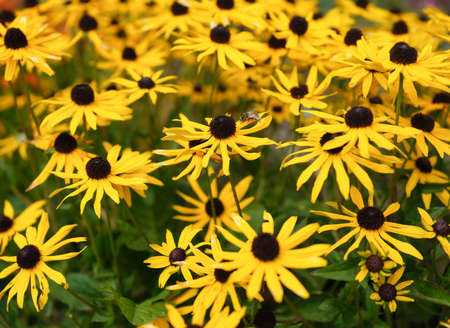 Blooming flowers in the garden. Natural plants as a background. Abstract composition for wallpaper. Large resolution photo for the design.の写真素材