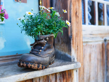 Blooming flowers in a shoe. Idea for design. Natural plants as a background. Abstract composition for wallpaper. Large resolution photo for the design.の写真素材