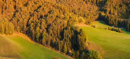 Forest and field during a bright sunset. Panoramic natural scenery for background. Dolomite Alps, Italy. Large resolution photo.の写真素材