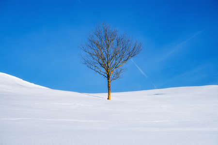 A lone tree in a snowy field. Winter landscape in the daytime. Clear sky. Winter landscape as a background.の写真素材