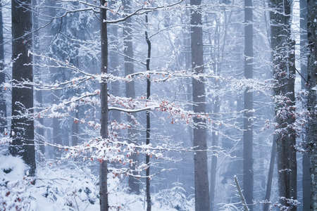 Winter forest. Natural background.  Fog in the winter forest. The forest under the snow. Snow storm.  Picture for wallpaper.の写真素材