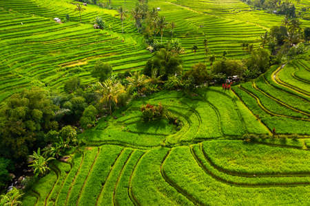Green color as a background. Aerial view of rice terraces. Agricultural landscape from the air by drone. Rice terraces in the summer. Travel and vacation image.の写真素材