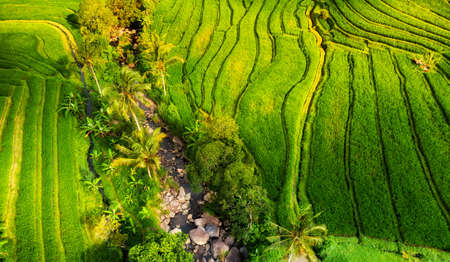 Green color as a background. Aerial view of rice terraces. Agricultural landscape from the air by drone.の写真素材