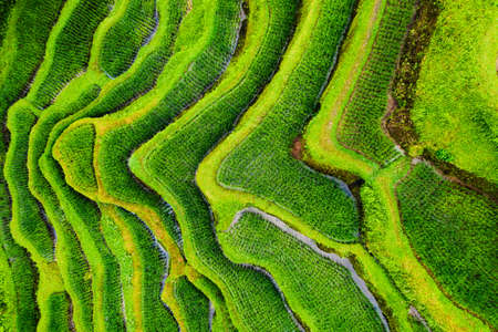 Aerial view on the rice terraces. Landscape with drone. Agricultural landscape from the air. Rice...