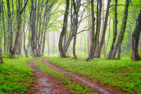 Fog in the spring forest. A natural landscape after rain in the forest. Road through the forest. Landscape as a background for the design.の写真素材