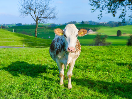 Cow in the pasture. Agriculture in Switzerland. Domestic anamal. Photo in high resolution.の写真素材