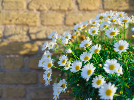 A daisy against a brick wall. Spring flowers and sunshine. A design photo as a background. Picture in large resolution.の写真素材