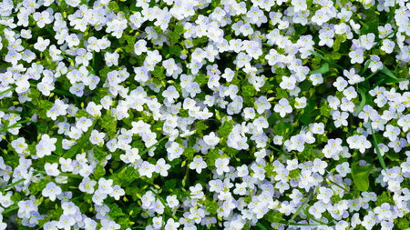 Spring flowers and fresh green grass. Plants as a background. Small whole flowers. Nature and plants.の写真素材