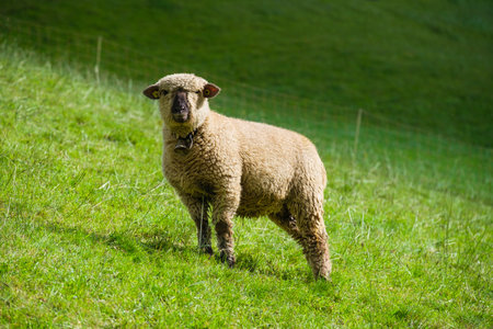 A sheep in a meadow. Swiss sheep. Agriculture in Switzerland. Domestic animals in the pasture. A...