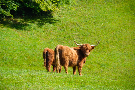 Woolly cows and bulls in the meadow. Agriculture in Switzerland. Domestic animals in the pasture. A meadow and a field for animals.の写真素材