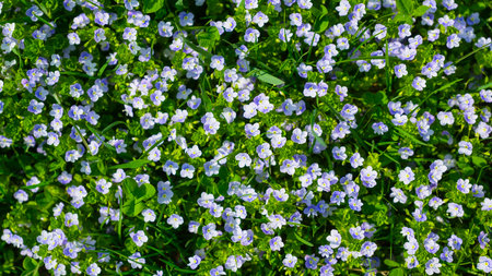 Spring flowers and fresh green grass. Plants as a background. Small whole flowers. Nature and plants.の写真素材