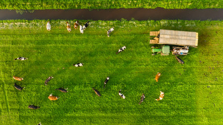 An aerial view of the farm. Agriculture. A view of the animals from a drone. Cows grazing in a meadow.の写真素材
