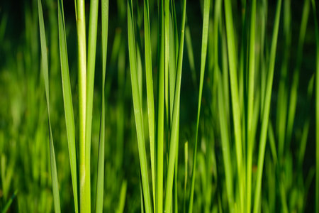 Spring fresh grass and sunshine. Plants for the background. Photo for design as background. Picture in large resolution.の写真素材