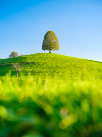 Field and meadow. Summer natural landscape. Tree on top of the hill. Landscape before sunset. Agricultural landscape in summer time.の写真素材