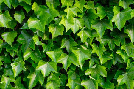 Ivy as a background. A plant on the wall. Green leaves as an abstract background. Photo for design.の写真素材