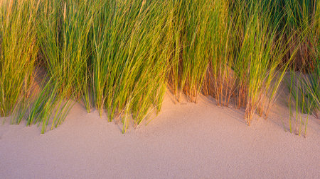Grass on the sand. Soft light at sunset. A sandy shore at low tide. Travel image. Photography for...