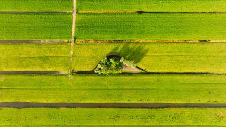 Aerial view of green field. Netherlands. Canals with water for agriculture. Fields and meadows. Landscape from a drone.の写真素材